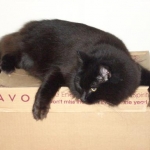 Izzy guarding her favorite box.