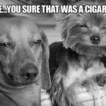 stoned