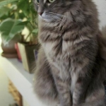 Jezebel2