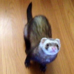 Ruki, my baby, at about 10 months old