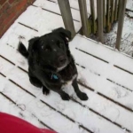 Small SnowDog