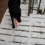 Piglet Rescued
