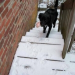 Here I come to save the pig