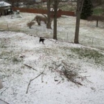 How Dare Mommy Throw My Pig