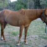 This is Conrad my QH gelding
