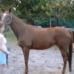 My daughter's horse Posey- I was taking the pic- not holding the horse :)