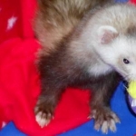 Fuzzy with his ball