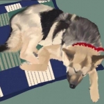 My dog, Elliott (RIP), done pre-Wacom, using only a mouse and Gimp! Not easy!