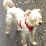 Chewbee less than 1 yr