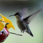 hummer