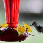 hummer2