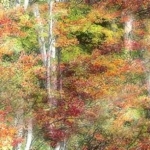 art birches large