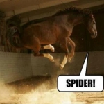 Horse Spider Spooked