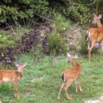 deer01