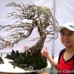 penjing bonsai exhibition 09