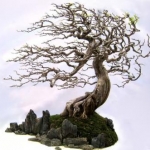 My photoshopped tree - Bonsai finito