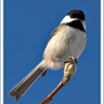 bird 1 for matte