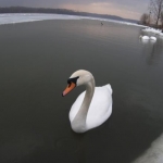 lone swan wide angle