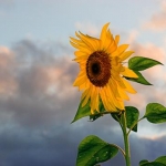 Sunflower adn Sky Final