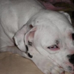 I Love my Boxer