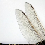 work 4885442 1 flat,550x550,075,f dragonfly wings