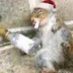 squirrel