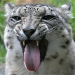 leopard 2