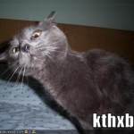 kthxbai 1