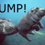 hippo bump1