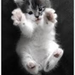 kitten hug