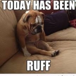 dog ruff