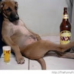 dog drunk