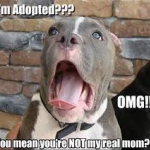 dog adopted