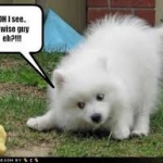 dog wise