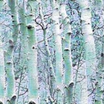 birch stems winter tile