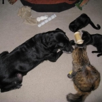 Una the dog, Taco the long tail manx kitten, Bean the no-tail manx kitten, and Chloe, the part norwegian forest cat. =)