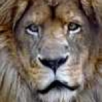 tn Lion1