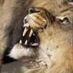 tn Lion10
