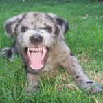 Beau - about 6 weeks old. RAWR!