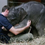 elephant hugs
