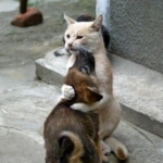 cat hugs dog