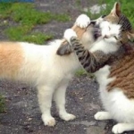 cat hugs puppy
