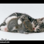 a kitty hugging a squirrel