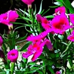 BeFunky Cartoonizer 1flower