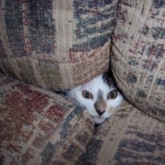 funny pics collection06