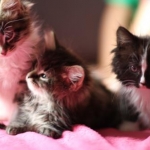 Purrfect kittens