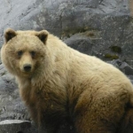 alaskabear