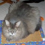 Murphy on his favorite scratchpad
RIP Murphy 1-15-11