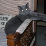 Newman (always loves to have his front legs stretched out in front of him)