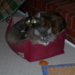 Bastet (torti) snuggled with Murphy. She LOVED Murph so much. Both of them were big cats (Murph 20# and Bastet 18#) and that cat bed is barely big enough for one of them.
RIP sweet torti-bug 2-15-08
RIP Murph man 1-15-11